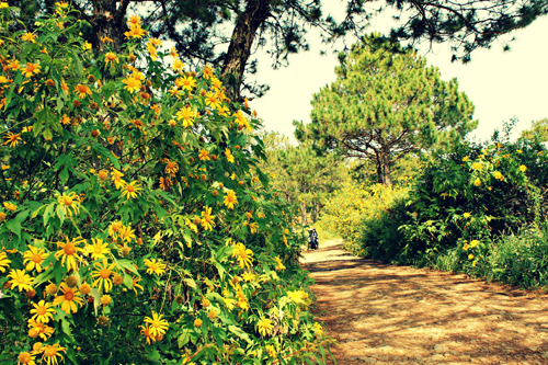 tournesols sauvages